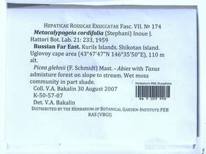 Metacalypogeia cordifolia (Steph.) Inoue, Гербарий мохообразных, Мхи - Дальний Восток (без Чукотки и Камчатки) (B20) (Россия)
