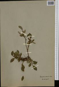 Ива арктическая Pall., Сибирь, Чукотка и Камчатка (S7) (Россия)