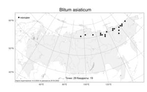 Blitum asiaticum, Блитум азиатский (Fisch. & C. A. Mey.) S. Fuentes, Uotila & Borsch, Атлас флоры России (FLORUS) (Россия)