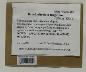 Brachythecium turgidum (Hartm.) Kindb., Гербарий мохообразных, Мхи - Чукотка и Камчатка (B21) (Россия)