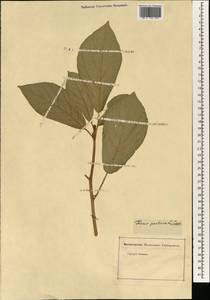 Ficus pertusa L. fil., Зарубежная Азия (ASIA) (Неизвестно)