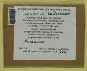 Callicladium haldaneanum (Grev.) H.A. Crum, Гербарий мохообразных, Мхи - Дальний Восток (без Чукотки и Камчатки) (B20) (Россия)
