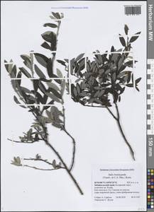 Ива коротконожковая (Trautv. & C.A.Mey.) Kom., Сибирь, Прибайкалье и Забайкалье (S4) (Россия)