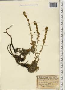 Полынь альпийская Pall. ex Willd., Кавказ, Краснодарский край и Адыгея (K1a) (Россия)