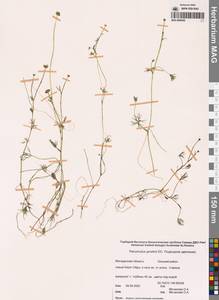 Лютик Гмелина DC., Сибирь, Чукотка и Камчатка (S7) (Россия)