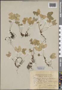 Кислица обыкновенная L., Восточная Европа, Центральный лесной район (E5) (Россия)