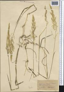 Полевица, Средняя Азия и Казахстан, Копетдаг, Бадхыз, Малый и Большой Балхан (M1) (Туркмения)