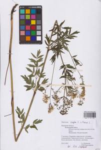 Thalictrum flavum × simplex, Восточная Европа, Северо-Западный район (E2) (Россия)