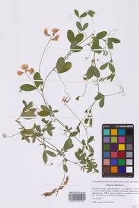 Чина клубненосная L., Восточная Европа, Московская область и Москва (E4a) (Россия)