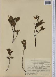 Хамедафна обыкновенная, Болотный мирт (L.) Moench, Сибирь, Чукотка и Камчатка (S7) (Россия)