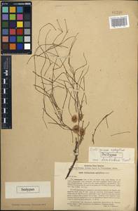 Calligonum aphyllum var. dentatum Tzvelev, Средняя Азия и Казахстан, Прикаспийский Устюрт и Северное Приаралье (M8) (Казахстан)