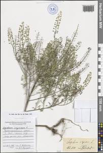 Клоповник виргинский L., Кавказ, Черноморское побережье (от Новороссийска до Адлера) (K3) (Россия)