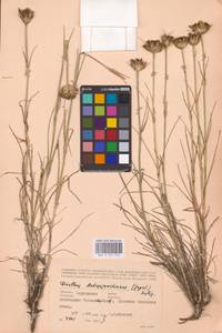 Гвоздика Андржейовского Zapal., Восточная Европа, Южно-Украинский район (E12) (Украина)