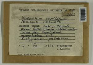 Distichium capillaceum (Hedw.) Bruch & Schimp., Гербарий мохообразных, Мхи - Красноярский край, Тыва и Хакасия (B17) (Россия)