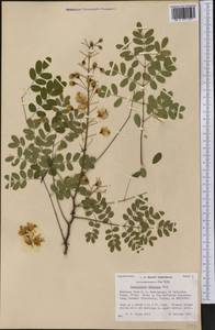 Caesalpinia mexicana A.Gray, Америка (AMER) (США)