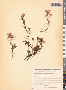 Рододендрон камчатский Pall., Сибирь, Чукотка и Камчатка (S7) (Россия)