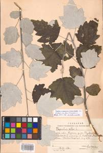 Populus × canescens (Aiton) Sm., Восточная Европа, Московская область и Москва (E4a) (Россия)