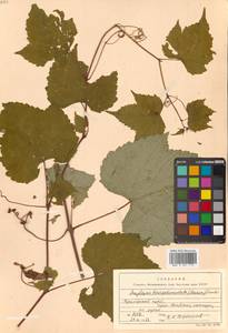 Ampelopsis glandulosa var. brevipedunculata (Maxim.) Momiy., Сибирь, Дальний Восток (S6) (Россия)