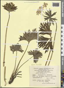Anemonastrum narcissiflorum subsp. fasciculatum (L.) Raus, Кавказ, Краснодарский край и Адыгея (K1a) (Россия)