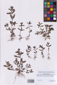 Вероника иноземная L., Восточная Европа, Московская область и Москва (E4a) (Россия)