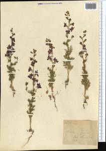 Живокость, Средняя Азия и Казахстан, Каракумы (M6) (Туркмения)