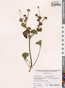 Калужница укореняющаяся (T.F.Forst.) Beck, Сибирь, Якутия (S5) (Россия)