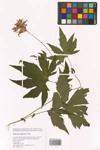 Таволга гладчайшая (Nakai) Nakai, Сибирь, Дальний Восток (S6) (Россия)