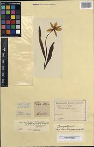 Tulipa altaica Pall. ex Spreng., Сибирь, Алтай и Саяны (S2) (Россия)