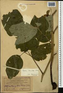 Paeonia daurica subsp. tomentosa (Lomakin) D.Y.Hong, Кавказ, Азербайджан (K6) (Азербайджан)