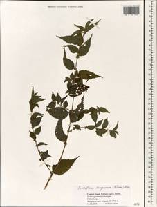 Pouzolzia sanguinea (Blume) Merr., Зарубежная Азия (ASIA) (Непал)