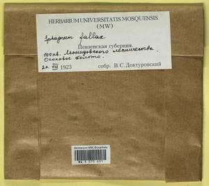 Sphagnum fallax (H. Klinggr.) H. Klinggr., Гербарий мохообразных, Мхи - Среднее Поволжье (B9) (Россия)