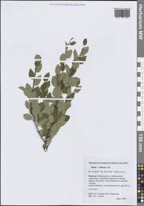 Береза кустарниковая Pall., Сибирь, Прибайкалье и Забайкалье (S4) (Россия)