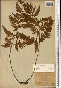 Dryopteris lacera (Thunb.) Kuntze, Зарубежная Азия (ASIA) (Япония)