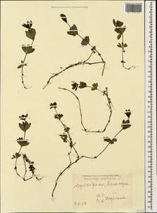 Подмаренник душистый (L.) Scop., Кавказ, Азербайджан (K6) (Азербайджан)