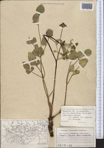 Дудник тройчатый Regel & Schmalh., Средняя Азия и Казахстан, Памир и Памиро-Алай (M2) (Таджикистан)