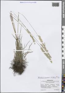 Тонконог пирамидальный (Lam.) P.Beauv., Восточная Европа, Средневолжский район (E8) (Россия)