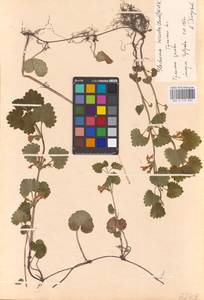 MHA 0 155 830, Будра плющевидная L., Восточная Европа, Центральный район (E4) (Россия)