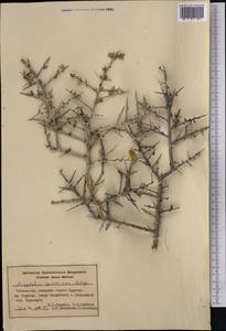 Prunus spinosissima (Bunge) Franch., Средняя Азия и Казахстан, Памир и Памиро-Алай (M2) (Узбекистан)