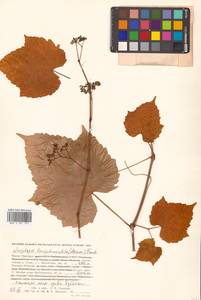 Ampelopsis glandulosa var. brevipedunculata (Maxim.) Momiy., Сибирь, Дальний Восток (S6) (Россия)