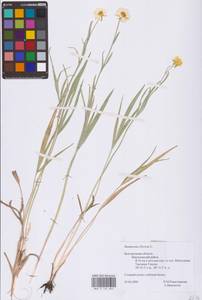 Лютик иллирийский L., Восточная Европа, Центральный лесостепной район (E6) (Россия)