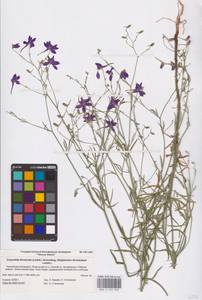 Delphinium consolida subsp. divaricatum (Ledeb.) A.Nyár., Восточная Европа, Нижневолжский район (E9) (Россия)