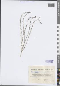 Тимелея воробьиная, Тимелея обыкновенная (L.) Coss. & Germ., Восточная Европа, Северо-Украинский район (E11) (Украина)