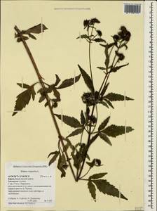 Череда трехраздельная L., Крым (KRYM) (Россия)