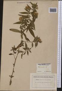 Symphyotrichum lanceolatum (Willd.) G. L. Nesom, Америка (AMER) (США)