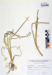 MAG 0003377, Sparganium × probatovae Tzvelev, Сибирь, Чукотка и Камчатка (S7) (Россия)