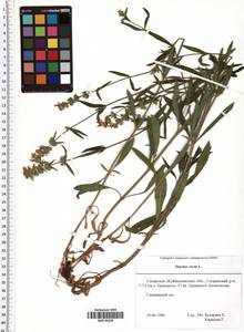 Чистец прямой L., Восточная Европа, Средневолжский район (E8) (Россия)