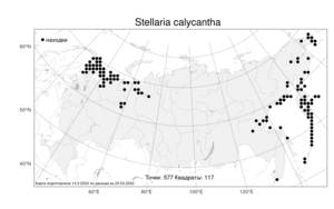 Stellaria calycantha, Звездчатка чашечкоцветковая (Ledeb.) Bong., Атлас флоры России (FLORUS) (Россия)