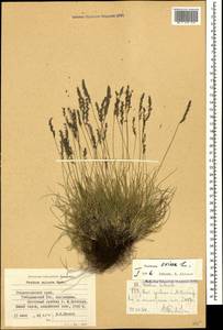 Овсяница овечья L., Кавказ, Ставропольский край, Карачаево-Черкесия, Кабардино-Балкария (K1b) (Россия)