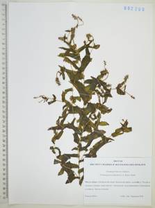 Рдест Ричардсона (A.Benn.) Rydb., Сибирь, Дальний Восток (S6) (Россия)