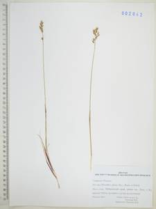 Anthoxanthum monticola (Bigelow) Veldkamp, Сибирь, Дальний Восток (S6) (Россия)